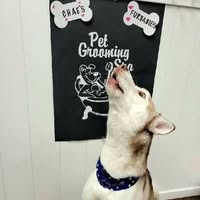 Fur Babies logo