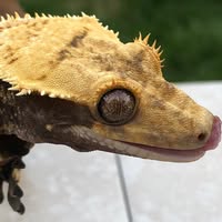Down to Lizard logo