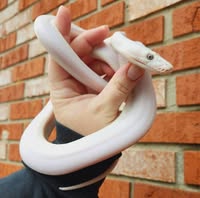 Standout Serpents logo